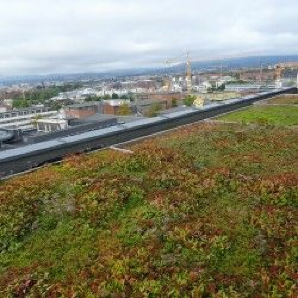 Grønne tak absorberer mye vann og kan bidra til å dempe flomtoppen og belastningen på avløpsnettet i urbane områder. Her fra Helsfyr i Oslo. (Foto: Hans Martin Hanslin)