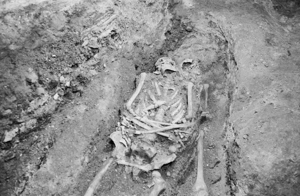 Dette skjelettet ble gravd ut under de arkeologiske undersøkelsene i 1967/68. (Foto: Arkeologisk museum, UiS)