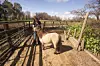 Person med en lys mini-hest i en inngjerdet innhegning omgitt av trær.