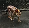 Flekkete, gul katt går på våt asfalt foran et nettinggjerde.