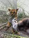 Gul katt med hvitt bryst og mørke flekker stikker poten ut gjennom et nettinggjerde.