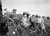 Voksne og barn høster poteter sammen på en åker i et historisk svart-hvitt bilde.