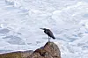 En svart egret står på en brun klippe foran skummende, blåhvitt hav.