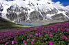 Rosa fjellblomster i forgrunnen foran en innsjø og snødekte fjell under blå himmel.