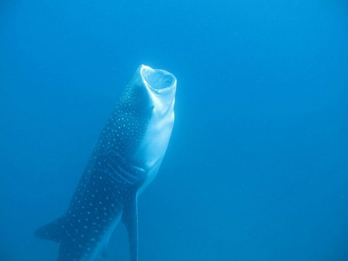 En hvalhai spiser. Den spiser både plankton og små fisk. (Foto: Kevan Mantell) En hvalhai spiser. Den spiser både plankton og små fisk. (Foto: Kevan Mantell)