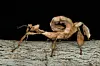 Brunt Extatosoma tiaratum på grå bark mot svart bakgrunn.
