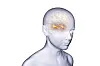 Illustrasjon av et menneskehode i profil med hippocampus markert i hjernen.