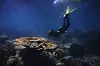 Dykker svømmer over et fargerikt korallrev i blått vann på Great Barrier Reef.