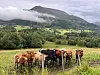 Kyr beiter på et grønt jorde foran skogkledde åser og et fjell med tåke.