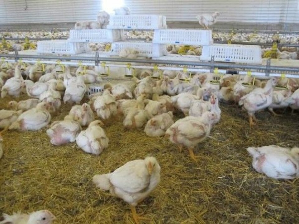 Her har kyllingene fått kasser som de kan klatre opp på, flakse ned fra eller hvile seg under.(Foto: Tone Beate Hansen/Animalia)