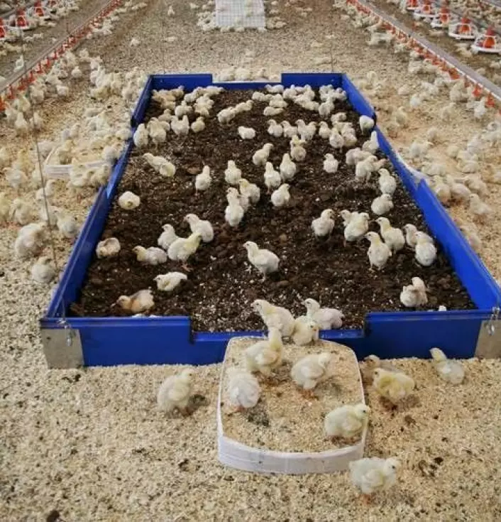 Kyllinger har behov for å bade i strø, og foretrekker torv. Dette gjør de for å rense fjærene og torv gir en mer varmeisolerende effekt enn sagflis.<br>(Foto: Anette Møller/Den Stolte Hane)