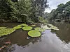 Store runde blader fra victoria colombiana flyter på en stille dam omgitt av frodig vegetasjon.