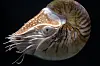 Kammernautilus med mange tentakler og spiralformet skall på mørk bakgrunn.