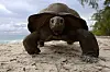 Aldabrakjempeskilpadde sett forfra på en tropisk sandstrand.