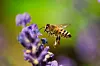 Honningbie i flukt over lilla lavendelblomster mot en grønn, uskarp bakgrunn.