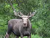 Stor elgokse med kraftig gevir står foran frodig skog.