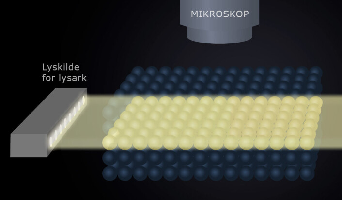 Lysarkmikroskopi belyser bare det tynne laget av celler som forskerne vil se på. Dermed kommer det ikke så mye forstyrrende lys fra cellene i lagene over. Cellene er behandlet slik at de er fluoriscerende – lyser opp når de treffes av lysarket. (Figur: Arnfinn Christensen, forskning.no) Lysarkmikroskopi belyser bare det tynne laget av celler som forskerne vil se på. Dermed kommer det ikke så mye forstyrrende lys fra cellene i lagene over. Cellene er behandlet slik at de er fluoriscerende – lyser opp når de treffes av lysarket. (Figur: Arnfinn Christensen, forskning.no)