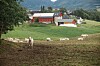 Sau på beite foran en rød gård med grønne jorder og fjell i bakgrunnen.