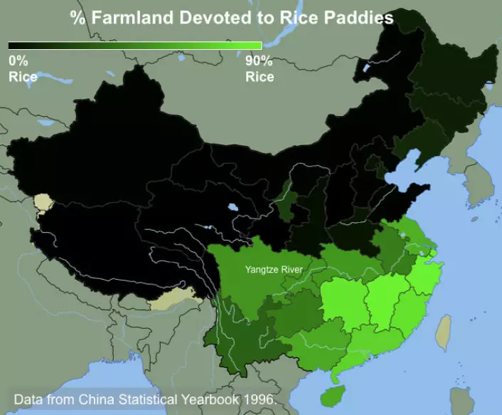 Kartet viser prosentandelen av dyrket mark i Kina som er viet ris. Jo mer intens grønnfarge, desto mer avhengig er de av ris. (Kart: Thomas Talhelm)