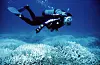 Dykker svømmer over bleke, nesten hvite koraller på Great Barrier Reef.