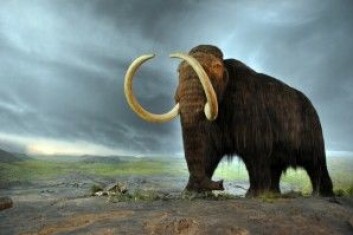 Elefantarter som den ullhårete mammuten levde over store deler av den nordlige halvkulen fram til for omkring 10 000 år siden. Nå lever elefanter bare i Afrika og Sørøst-Asia. (Foto: Pavel Masychev / Shutterstock / NTB scanpix) Elefantarter som den ullhårete mammuten levde over store deler av den nordlige halvkulen fram til for omkring 10 000 år siden. Nå lever elefanter bare i Afrika og Sørøst-Asia. (Foto: Pavel Masychev / Shutterstock / NTB scanpix)