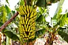 Stor bananklase som henger blant frodige blader på en solrik bananplantasje.