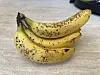 Klase med modne, flekkete gule bananer på en lys benkeplate.