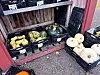Kasser med forskjellige gresskar ved en utendørs grønnsaksbod.