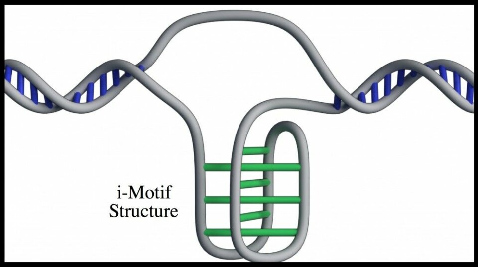 En forenklet fremstilling av knuten på DNA-tråden. (Illustrasjon: Mahdi Zeraati)