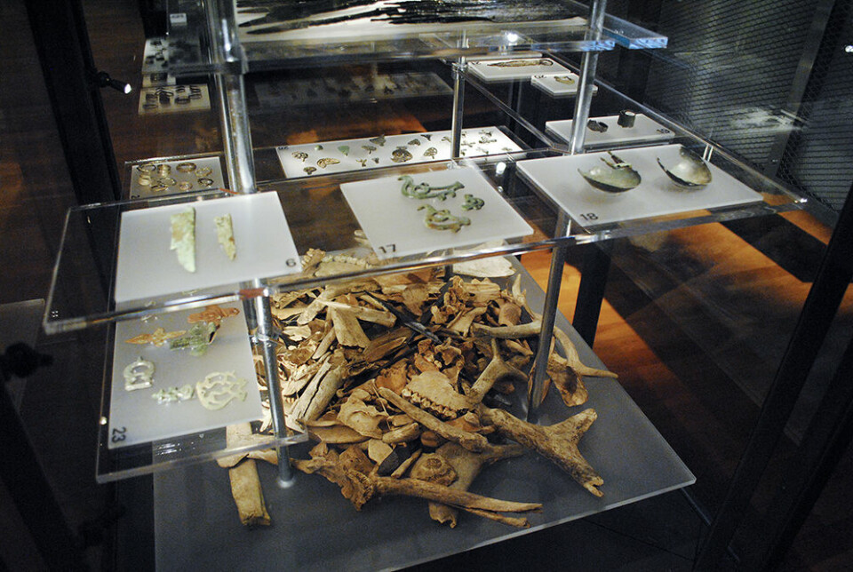 På det Historiska museet i Stockholm er dyrebein funnet på samiske offerplasser stilt ut. Disse beinene er nå analysert ved hjelp av nye metoder, og forskerne har funnet oppsiktsvekkende svar om hvilke dyr som ble ofret – når. (Foto: Marte Spangen)