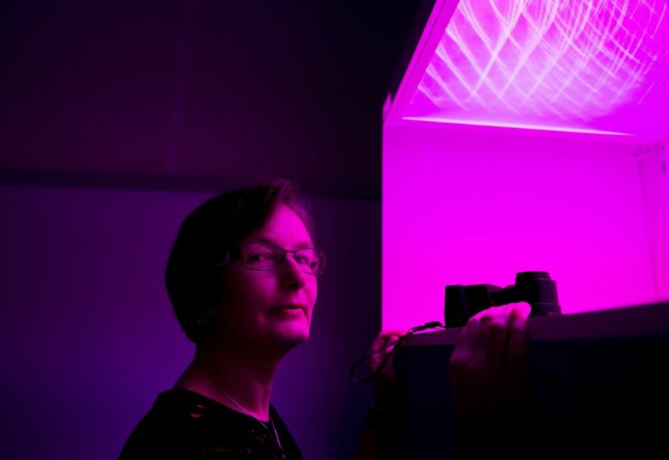 Forsker Hanne Larsen tester mat og emballasje i forskjellige lys. (Foto: Jon-Are Berg-Jacobsen)