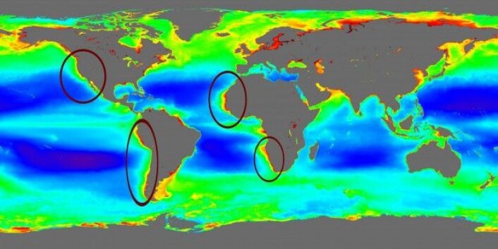 Dette kartet viser planteveksten i havet, basert på satellittmålinger fra 1997 til 2010. De fire havstrømmene Benguelastrømmen, Kanaristrømmen, Californiastrømmen og Humboldtstrømmen har enorm plantevekst, som danner grunnlaget for at 20 prosent av verdens fiskefangster finnes her. (Kart: NASA) Dette kartet viser planteveksten i havet, basert på satellittmålinger fra 1997 til 2010. De fire havstrømmene Benguelastrømmen, Kanaristrømmen, Californiastrømmen og Humboldtstrømmen har enorm plantevekst, som danner grunnlaget for at 20 prosent av verdens fiskefangster finnes her. (Kart: NASA)