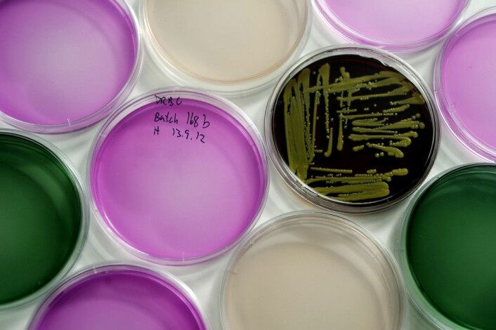 Visse bakteriar kan overleve i låg pH. Når pingle-bakteriane er utrydda, får dei overlevande gasse seg i fred. (Foto: Helge Skodvin / Havforskingsinstituttet)