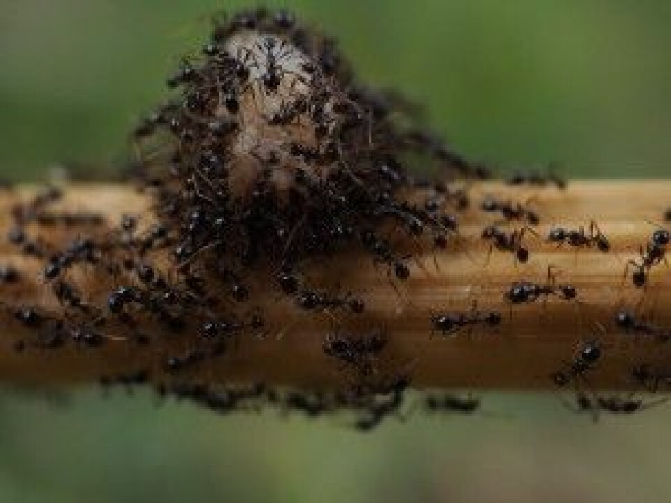 Selv om de flittige små maurene alltid ser ut til å ha det veldig travelt, blir de trøtte noen ganger. (Foto: Rapin_1981 / Shutterstock / NTB scanpix)
