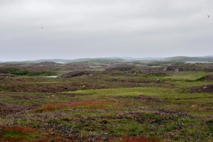 Slik ser godt skjøttet kystlynghei ut. Her fra Tarva i Bjugn kommune. (Foto: Pål Thorvaldsen) Slik ser godt skjøttet kystlynghei ut. Her fra Tarva i Bjugn kommune. (Foto: Pål Thorvaldsen)