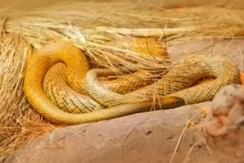 Innlandstaipanen er verdens giftigste slange – men den holder seg mest for seg selv og har derfor ingen dødsfall hos mennesker på samvittigheten. (Foto: Ondrej Prosicky / Shutterstock / NTB scanpix)