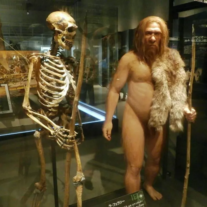 Rekonstruert neandertal-skjellet og en neandertaler, slik de kan ha sett ut. Disse hadde også store øyebrynsbroer. (Foto: Photaro/CC BY-SA 3.0)