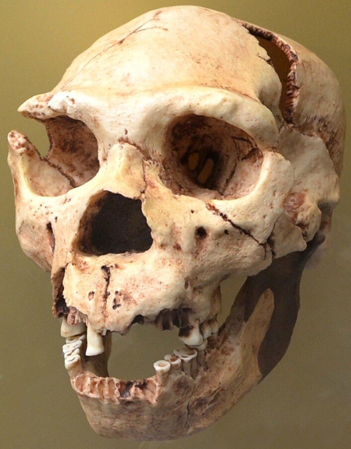 En Homo heidelbergensis-skalle. (Foto: Dorieo/CC BY-SA 3.0) En Homo heidelbergensis-skalle. (Foto: Dorieo/CC BY-SA 3.0)