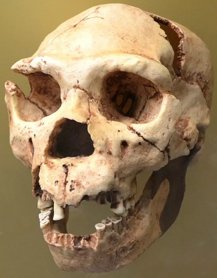 En Homo heidelbergensis-skalle. (Foto: Dorieo/CC BY-SA 3.0)