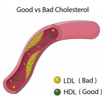 LDL-kolesterol har blitt kalt «dårlig kolesterol» fordi LDL-lipoproteinene har tendens til å avleire seg på innsiden av blodårene, mens HDL hittil har blitt kalt «god kolesterol» fordi det tar opp og transporterer kolesterol fra blodkarene til leveren der det skilles ut. Les mer i faktaboksen (Grafikk: Teguh Mujiono / Shutterstock / NTB scanpix) LDL-kolesterol har blitt kalt «dårlig kolesterol» fordi LDL-lipoproteinene har tendens til å avleire seg på innsiden av blodårene, mens HDL hittil har blitt kalt «god kolesterol» fordi det tar opp og transporterer kolesterol fra blodkarene til leveren der det skilles ut. Les mer i faktaboksen (Grafikk: Teguh Mujiono / Shutterstock / NTB scanpix)