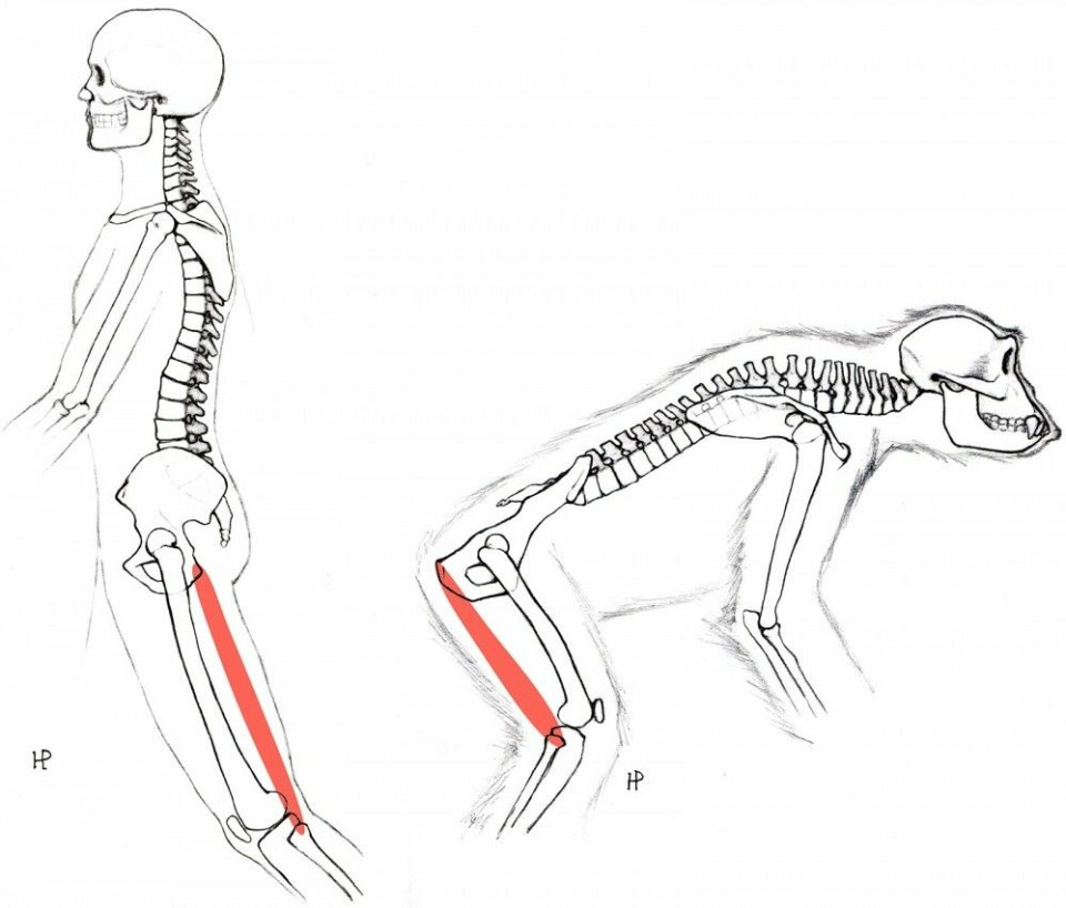 Forskjellen på bekken og muskler bak lårbeinet mellom aper og mennesker. (Bilde: PNAS)