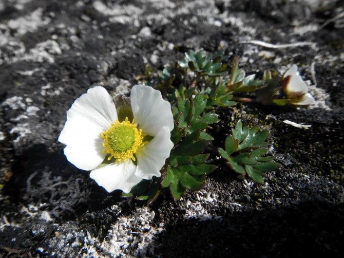 Issoleie er den arten som går høgst i Noreg i dag. Ho veks cirka 100 meter under toppen av Galdhøpiggen. (Foto: Sara Burg) Issoleie er den arten som går høgst i Noreg i dag. Ho veks cirka 100 meter under toppen av Galdhøpiggen. (Foto: Sara Burg)