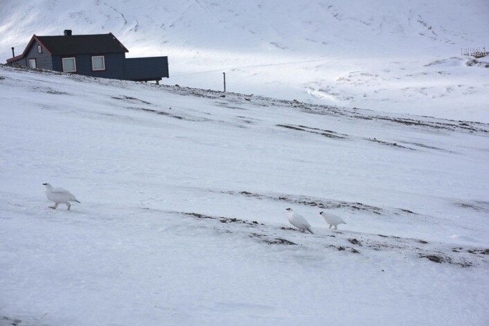 Rypelivet på tundraen kan by på både drama og romantikk, og for steggene handler våren mye om å hevde reviret sitt og ikke minst lokke hønene til seg. På bildet ser vi tre stegg i farta. (Foto: Siri Uldal / Norsk Polarinstitutt) Rypelivet på tundraen kan by på både drama og romantikk, og for steggene handler våren mye om å hevde reviret sitt og ikke minst lokke hønene til seg. På bildet ser vi tre stegg i farta. (Foto: Siri Uldal / Norsk Polarinstitutt)