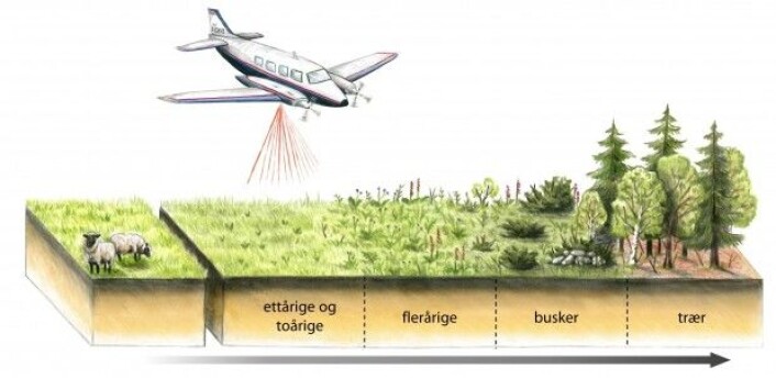 Typisk utvikling på jordbruksareal som ikkje lenger er i bruk. (Illustrasjon: Ulrike Bayr) Typisk utvikling på jordbruksareal som ikkje lenger er i bruk. (Illustrasjon: Ulrike Bayr)