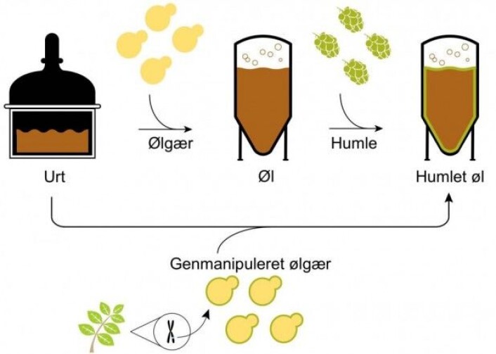 Med den genspleiset gjæren kan man hoppe over tilsetningen av aromahumle i bryggingen. (Illustrasjon: C. M. Denby et al./ Nature Communications) Med den genspleiset gjæren kan man hoppe over tilsetningen av aromahumle i bryggingen. (Illustrasjon: C. M. Denby et al./ Nature Communications)
