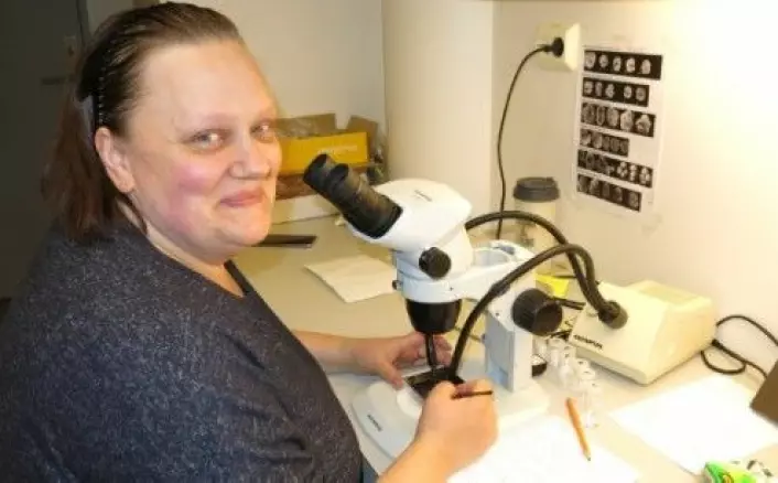 Forskningstekniker ved Norsk Polarinsitutt, Svetlana Divina studerer mikrofossiler fra havbunnen utenfor Svalbard. (Foto: Vibeke Os)