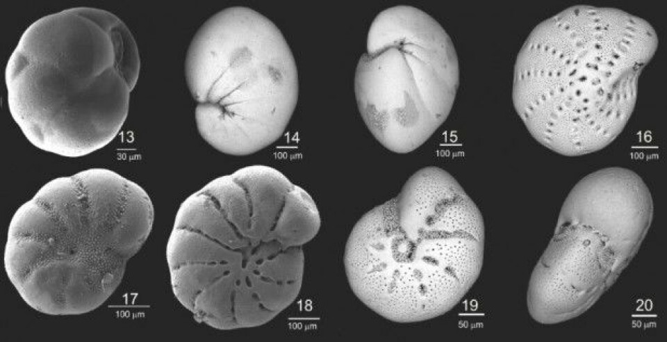 Den kjemiske sammensetningen av skallene til disse mikroorganismene kan gi indikasjoner på hvordan klimaet var da de levde i havet for tusenvis av år siden. På havbunnen ligger skallene lagvis i et historisk arkiv. (Foto: Chauhan, UiT)