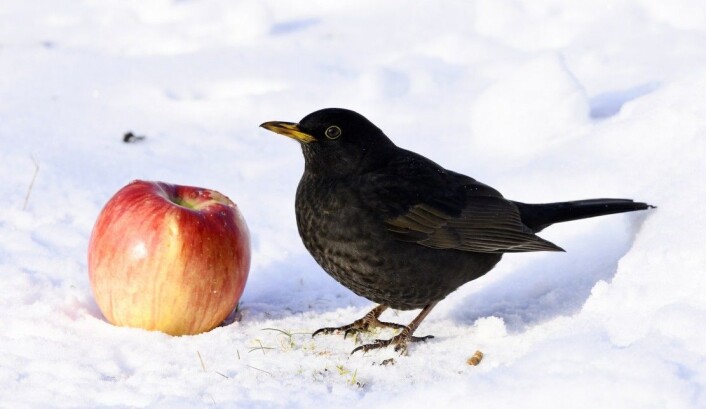 Svarttrosten liker både brød og epler, så legg gjerne ut dette, men pass på mengden. Rottene kan få snusen i det. (Foto: Bildagentur Zoonar GmbH / Shutterstock / NTB scanpix) Svarttrosten liker både brød og epler, så legg gjerne ut dette, men pass på mengden. Rottene kan få snusen i det. (Foto: Bildagentur Zoonar GmbH / Shutterstock / NTB scanpix)