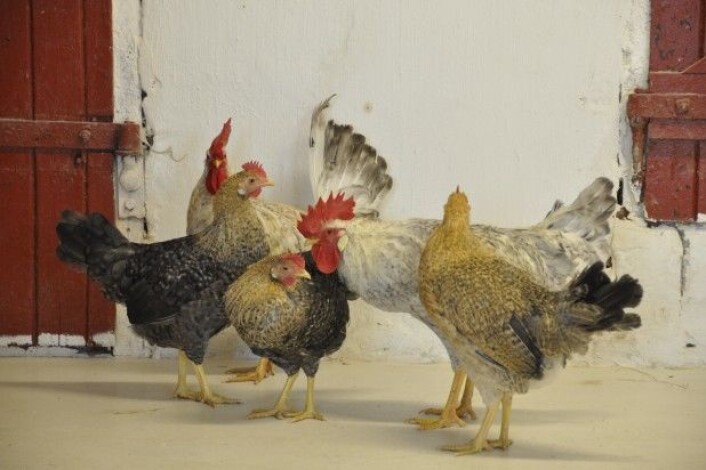 Jærhøna er den einaste norske hønserasen som stammar frå den norske landhøna. Ho er ei lita og nett høne som legg relativt store egg samanlikna med kroppsstorleik. Rasen er svært populær – med stor etterspurnad etter både livdyr og rugeegg. (Foto: Norsk genressurssenter) Jærhøna er den einaste norske hønserasen som stammar frå den norske landhøna. Ho er ei lita og nett høne som legg relativt store egg samanlikna med kroppsstorleik. Rasen er svært populær – med stor etterspurnad etter både livdyr og rugeegg. (Foto: Norsk genressurssenter)