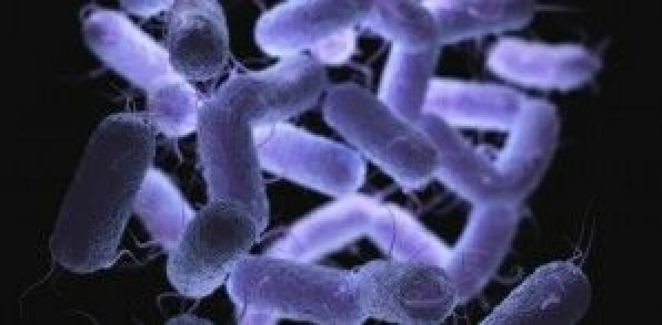 Yersinia-bakterier er blant det Dirk Linke forsker på. De fester seg til cellene våre med et spesialdesignet redskap og gir alvorlig sykdom. (Foto: Colourbox)